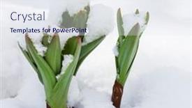  Presentation with sprouting plant - Slide deck having green-plant-sprouting-through background and a sky blue colored foreground