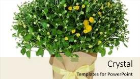  Presentation with chrysanthemum - Beautiful slide deck featuring green plants - chrysanthemum bush in pot isolated backdrop and a lemonade colored foreground