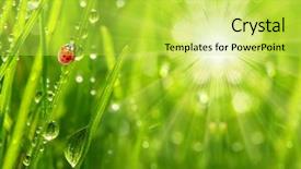  Presentation with dew - Cool new presentation theme with green plants - fresh morning dew backdrop and a yellow colored foreground