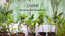  Presentation with rustic wood and flowers - Beautiful PPT layouts featuring green plants against rustic wooden backdrop and a mint green colored foreground