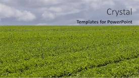  Presentation with bloom - PPT theme consisting of green-plants-at-carlsbad-flower background and a light gray colored foreground