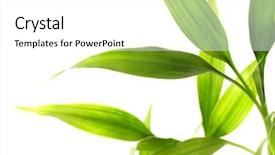  Presentation with bamboo - Slide deck with green plants biology - bamboo leaves isolated on white background and a white colored foreground