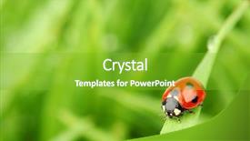  Presentation with biology - Slide deck featuring green plants biology - ladybug on grass background and a shamrock green colored foreground