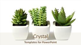  Presentation with flower pots - Presentation theme enhanced with green plants in flower pots background and a lemonade colored foreground