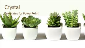  Presentation with plants - Audience pleasing PPT theme consisting of green plants in flower pots backdrop and a soft green colored foreground