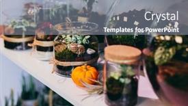 Presentation with green glass - PPT layouts with green-plants-in-glass-jar background and a gray colored foreground