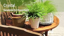  Presentation with green pea plant - Amazing PPT theme having green plants on wooden patio backdrop and a tawny brown colored foreground