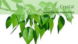  Presentation with green leaves - Beautiful PPT theme featuring green poplar leaves isolated on white backdrop and a mint green colored foreground