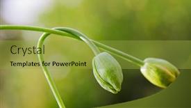  Presentation with poppy - Beautiful presentation design featuring green-poppy-head backdrop and a  colored foreground