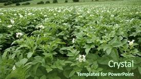  Presentation with summer flowers - Slides featuring green potatoes field in flowers background and a tawny brown colored foreground