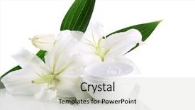  Presentation with cosmetic - Slide deck enhanced with walking path with palm trees and ceramic pots in resort background and a gray colored foreground