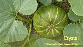  Presentation with plants growing - Audience pleasing slide deck consisting of green pumpkin growing backdrop and a tawny brown colored foreground
