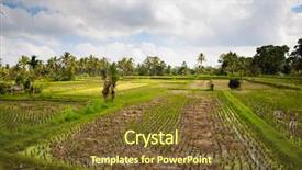  Presentation with rice field - Presentation design featuring green-rice-field-and-blue background and a tawny brown colored foreground
