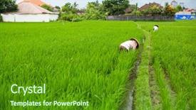  Presentation with rice husk from green starts - Audience pleasing theme consisting of green rice field and farmers backdrop and a tawny brown colored foreground