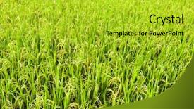  Presentation with rice field - Slides featuring green rice field background background and a  colored foreground