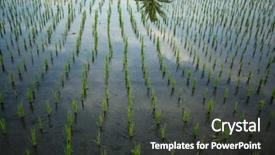 Presentation with carabao in rice field - Amazing PPT layouts having green rice field close-up backdrop and a dark gray colored foreground
