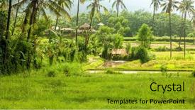  Presentation with paddy field - PPT theme enhanced with green rice field or paddy background and a gold colored foreground