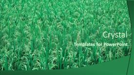  Presentation with rice field - Audience pleasing PPT theme consisting of green-rice-field backdrop and a ocean colored foreground