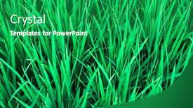 Presentation with rice field - Colorful presentation theme enhanced with green-rice-field backdrop and a shamrock green colored foreground