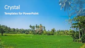  Presentation with organic rice - Cool new PPT theme with green rice fields complex cultivation backdrop and a  colored foreground