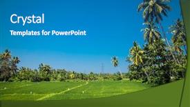  Presentation with rice fields - Slides enhanced with green rice fields complex cultivation background and a gray colored foreground