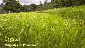  Presentation with rice fields - Colorful theme enhanced with green rice fields in indonesia backdrop and a  colored foreground