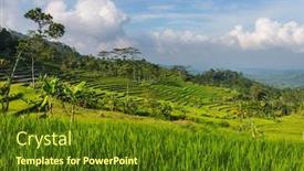  Presentation with rice fields - Beautiful presentation theme featuring green-rice-fields-in-java backdrop and a tawny brown colored foreground