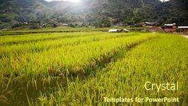  Presentation with rice fields - Presentation having green rice fields in ta phin village sa pa vietnam background and a tawny brown colored foreground