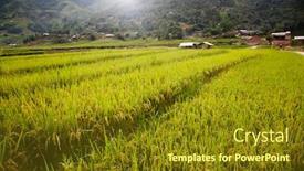  Presentation with rice fields - Presentation theme having green rice fields in ta phin village sa pa vietnam background and a tawny brown colored foreground