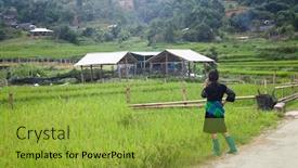  Presentation with rice fields - PPT theme with green rice fields in ta phin village sa pa vietnam background and a gold colored foreground