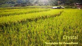  Presentation with rice fields - Slides featuring green rice fields in ta phin village sa pa vietnam background and a tawny brown colored foreground