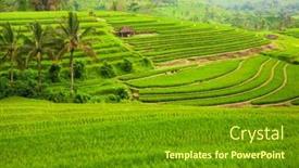  Presentation with rice fields - Cool new slides with green-rice-fields-jatiluwih backdrop and a tawny brown colored foreground