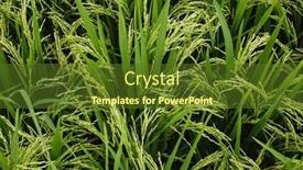  Presentation with rice fields - PPT theme with green-rice-fields-texture background and a tawny brown colored foreground