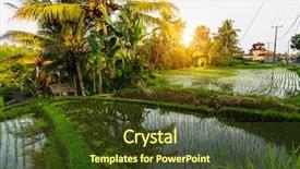  Presentation with rice terraces - Amazing slides having green rice terraces during sunset backdrop and a tawny brown colored foreground