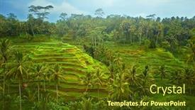  Presentation with rice terraces - PPT theme having green rice terraces on bali island indonesia background and a tawny brown colored foreground