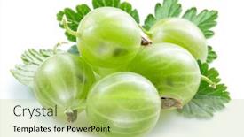  Presentation with white green - PPT theme consisting of green-ripe-gooseberries-on-white background and a mint green colored foreground