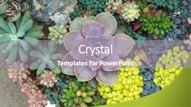  Presentation with green roof - Presentation theme consisting of green roof - miniature succulent plants background and a gray colored foreground