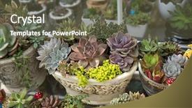  Presentation with plants for kids - Audience pleasing presentation design consisting of green roof - miniature succulent plants backdrop and a  colored foreground