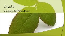  Presentation with green leaf - Presentation theme featuring green-rose-leaf-isolated-over background and a yellow colored foreground