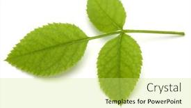  Presentation with green leaf - PPT theme having green-rose-leaf-isolated-over background and a yellow colored foreground