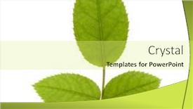  Presentation with green leaf - Slide deck having green-rose-leaf-isolated-over background and a yellow colored foreground
