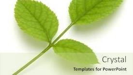  Presentation with green leaf - Presentation theme having green-rose-leaf-isolated-over background and a soft green colored foreground