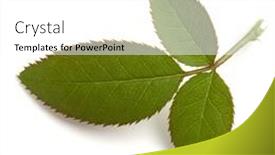  Presentation with green leaf - Slides enhanced with green-rose-leaf-isolated-over background and a white colored foreground