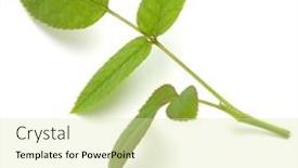  Presentation with green leaf - PPT theme consisting of green-rose-leaf-isolated-over background and a soft green colored foreground