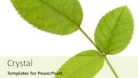  Presentation with singled green pink rose - Theme consisting of green-rose-leaf-isolated-over background and a yellow colored foreground