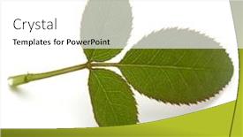  Presentation with white rose - Slides enhanced with green-rose-leaf-isolated background and a white colored foreground