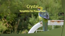  Presentation with red blue yellow - PPT layouts with green rosella tasmanian rosella parrot bird with yellow head red band above beak blue cheeks perching in forest with blurred background in tasmania australia platycercus caledonicus background and a tawny brown colored foreground