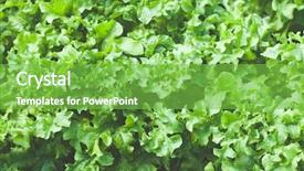  Presentation with green leaves - Slide deck consisting of green-salad-leaves-concept background and a seafoam green colored foreground