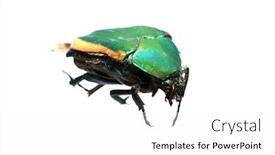  Presentation with scarab beetle - Presentation having green-scarab-beetle-isolated background and a white colored foreground