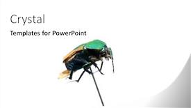  Presentation with scarab beetle - Beautiful slide set featuring green-scarab-beetle-isolated backdrop and a white colored foreground